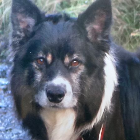 Missing Collie Dogs in Saundersfoot