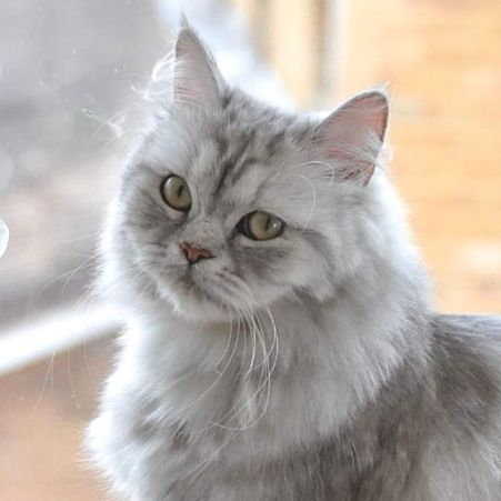 Missing Persian Cats in Beckton, London 