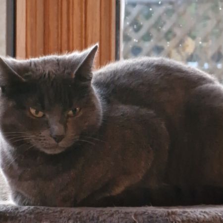 Missing Russian Blue Cats in Corse Lawn
