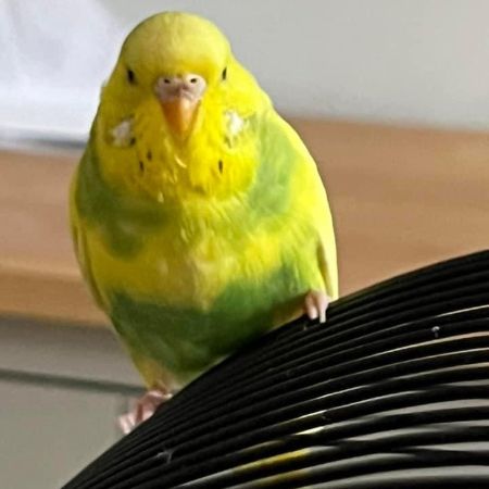 Missing Budgie Birds in Coventry