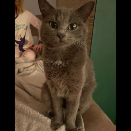 Missing Russian Blue Cats in Wing