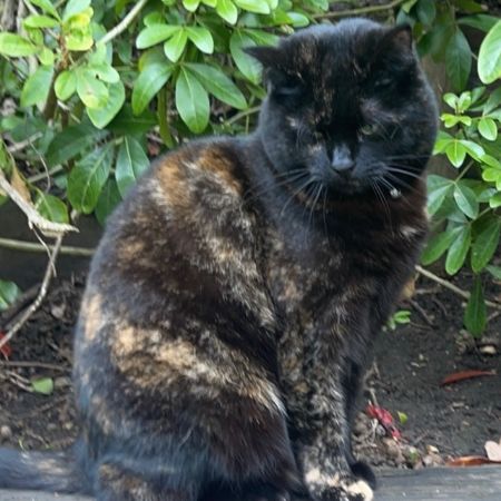 Missing Tortoiseshell Cats in Woodley