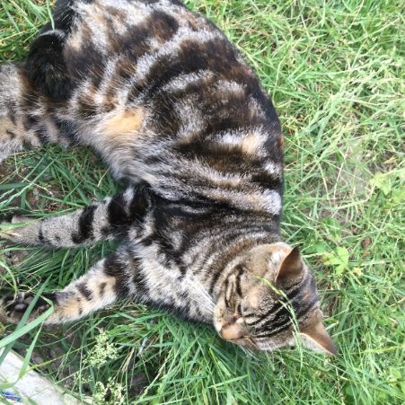 Missing Tabby Cats in Hanwell