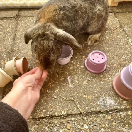 Missing Lop Eared Rabbits in Verwood