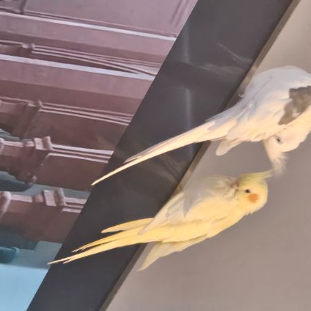 Missing Unknown - Other Exotics in Lodon