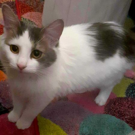 Missing Turkish Van Cats in Birgminham