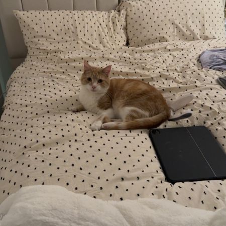 Missing British Short Hair Cats in Colne