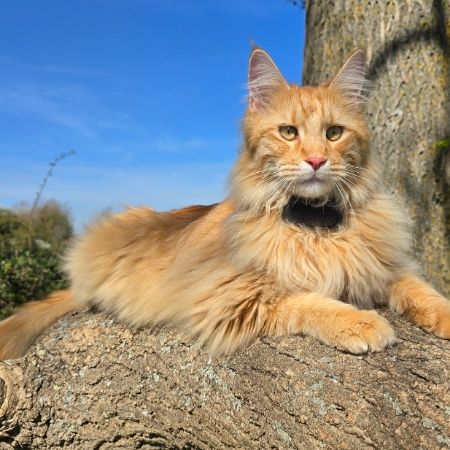 Missing Maine Coon Cats in Weston, Near Baldock