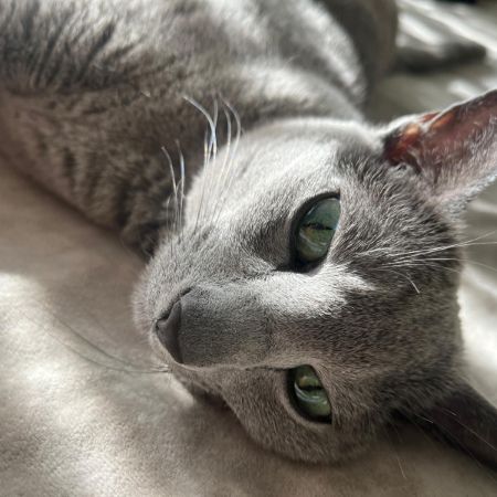 Missing Russian Blue Cats in London