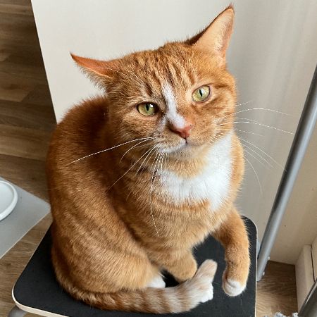 Missing British Short Hair Cats in Garth, Powys