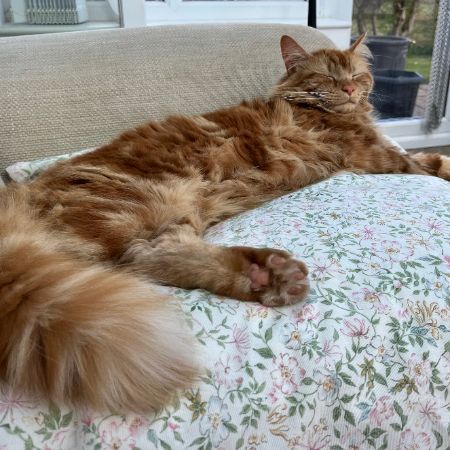 Missing Moggy Cats in Steppingley