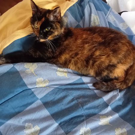 Missing Unknown - Other Cats in Thatcham