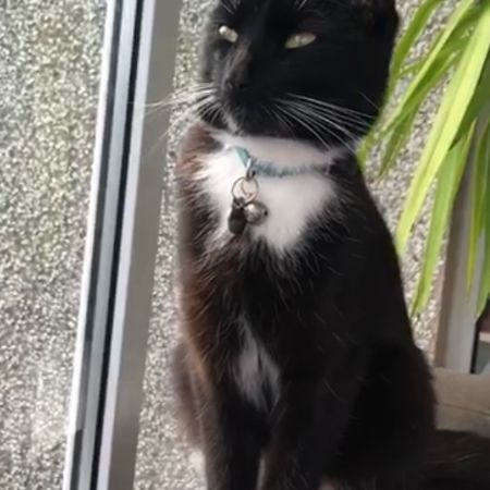 Missing Unknown - Other Cats in Ballycarry