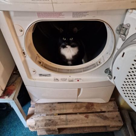 Missing Moggy Cats in Elland