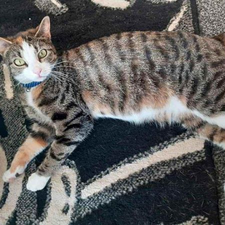 Missing Unknown - Other Cats in Cwmbran