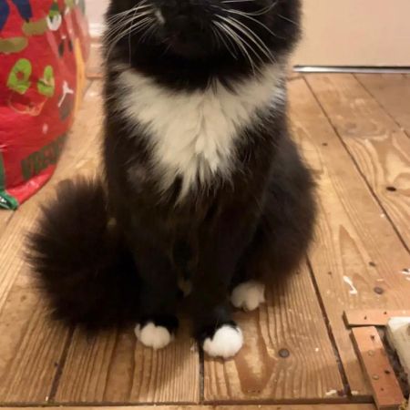 Missing Moggy Cats in Penpedairheol 