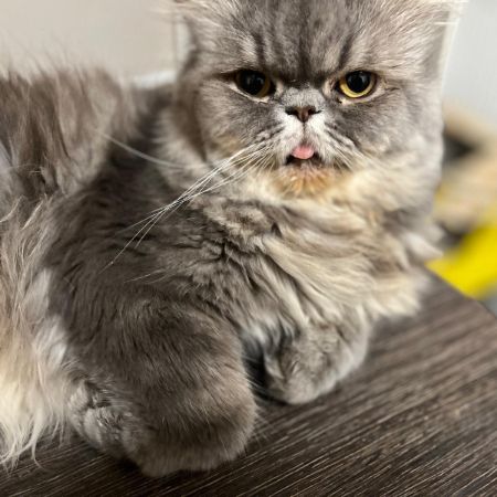 Missing Persian Cats in Reading