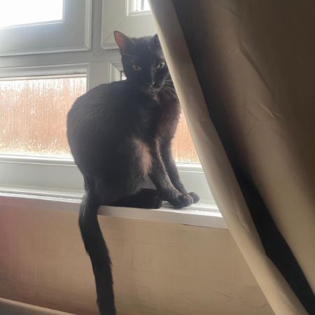 Missing Unknown - Other Cats in Gloucester 