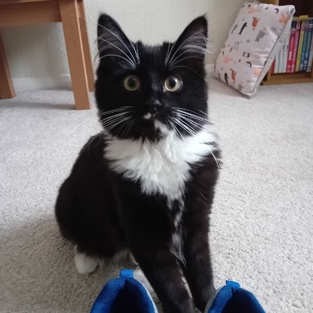 Missing Moggy Cats in Quedgeley 