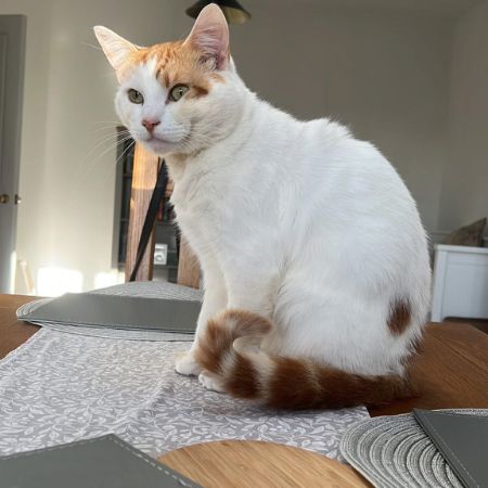 Missing Unknown - Other Cats in Corringham 