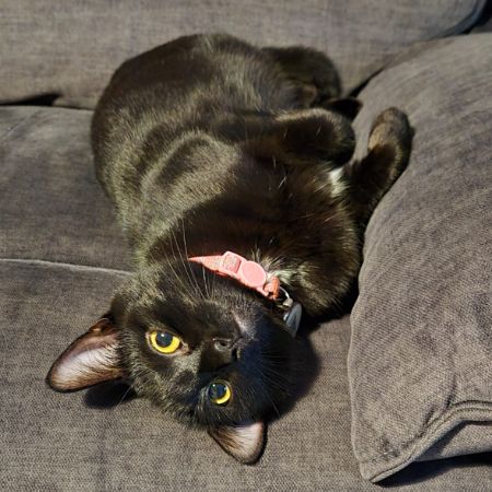 Missing Unknown - Other Cats in Audenshaw