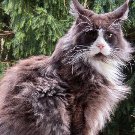 Missing Maine Coon Cats in Market Harborough