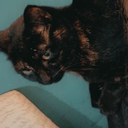 Missing Tortoiseshell Cats in Saint Austell