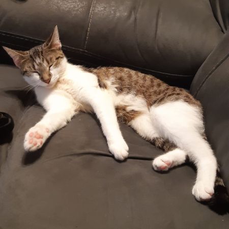 Missing Unknown - Other Cats in Newbury