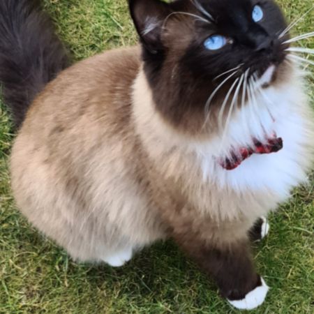 Missing Ragdoll Cats in Stockport