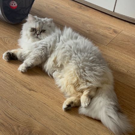 Missing Persian Cats in Bradford, BD18. Shipley