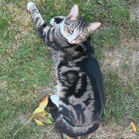 Missing British Short Hair Cats in Swindon