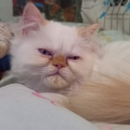 Missing Persian Cats in Ringmer