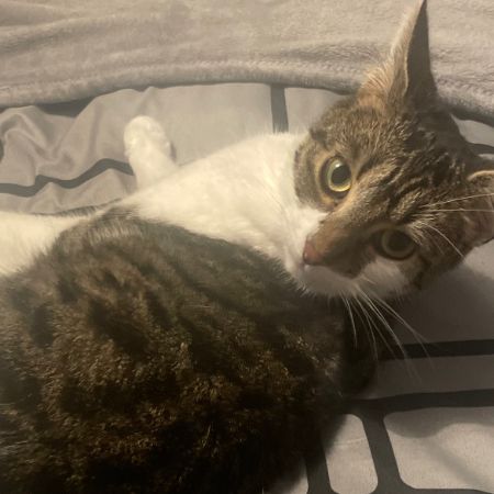 Missing British Short Hair Cats in Letchworth Garden City