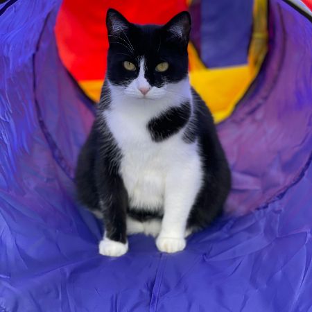 Missing Moggy Cats in Moulton Northampton 