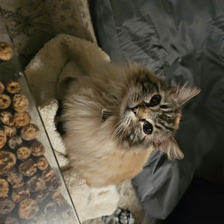 Missing Ragdoll Cats in Tibshelf