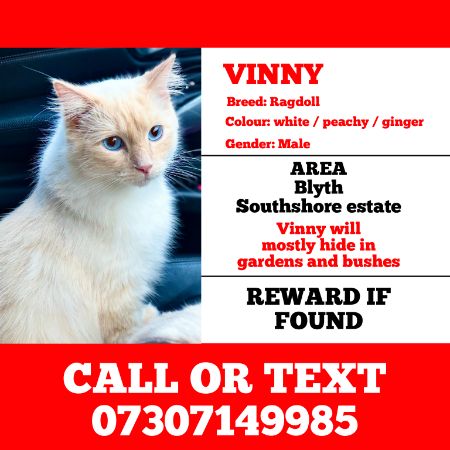 Missing Ragdoll Cats in Blyth 