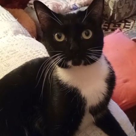 Missing British Short Hair Cats in MANCHESTER