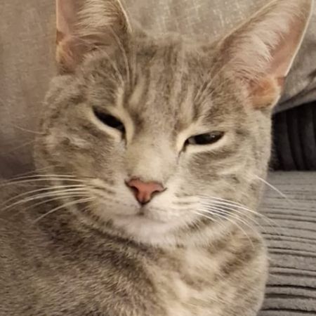 Missing British Short Hair Cats in Bridgwater