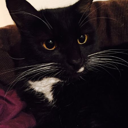 Missing Moggy Cats in Cheltenham