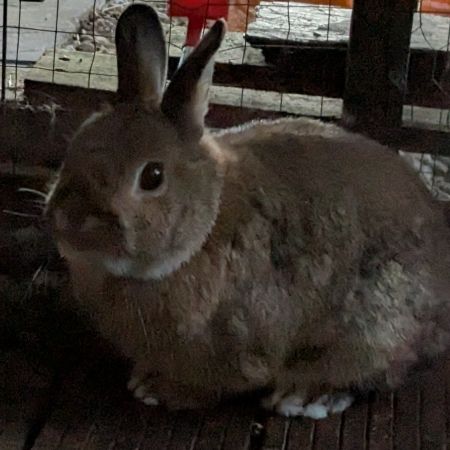 Missing Unknown - Other Rabbits in Shipley 