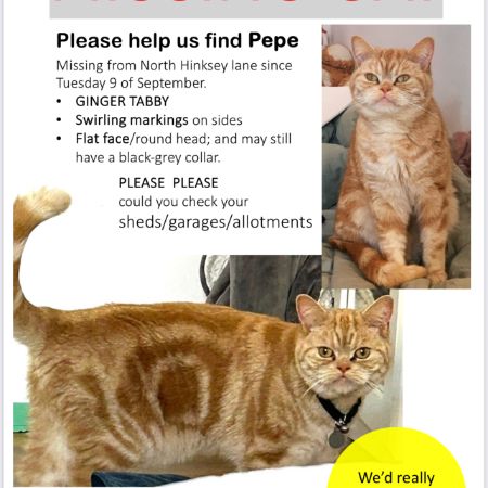 Missing British Short Hair Cats in Oxford