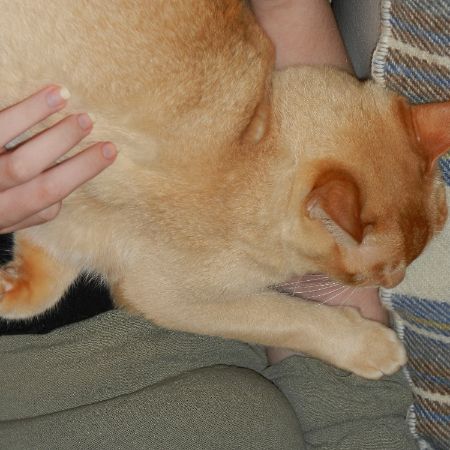 Missing Burmese Cats in North Warnborough