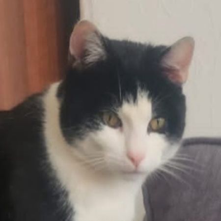 Missing Unknown - Other Cats in Warrington 