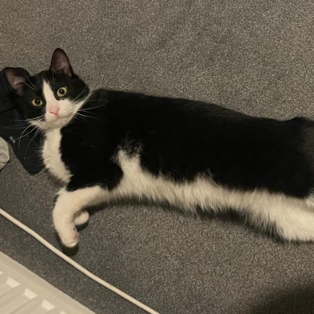 Missing Unknown - Other Cats in Stockton Heath
