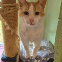 Missing British Short Hair Cats in Wilmslow