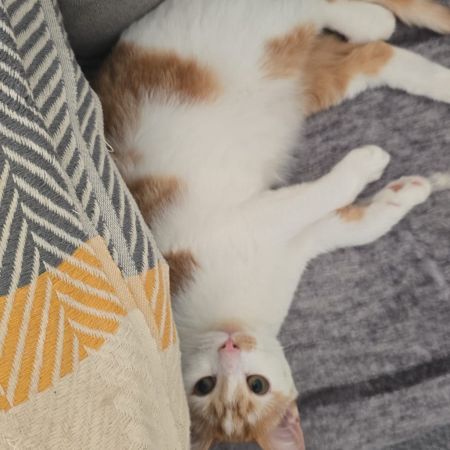 Missing British Short Hair Cats in Stalmine