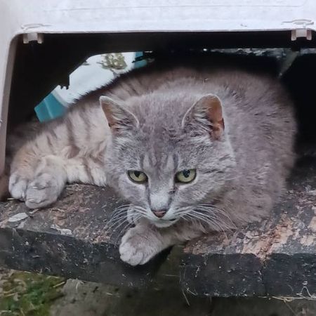 Missing Moggy Cats in Derby