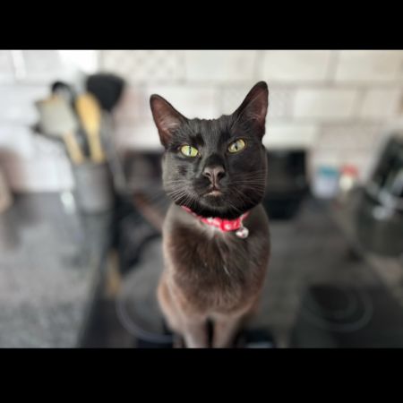 Missing Unknown - Other Cats in Abbots Bromley 