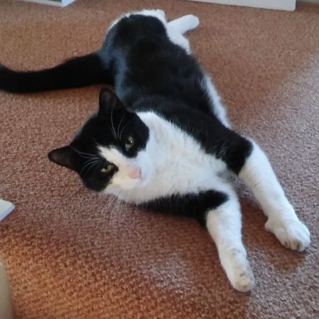 Missing Mixed Breed Cats in Dunfermline