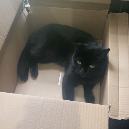 Missing Domestic Short Hair Cats in Newry